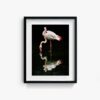 Flamingo - Image 5