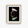 Flamingo - Image 6