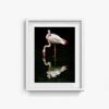 Flamingo - Image 7