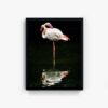 Flamingo_2 - Image 2