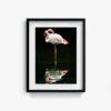 Flamingo_2 - Image 5