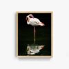 Flamingo_2 - Image 4