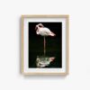 Flamingo_2 - Image 7