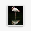 Flamingo_2 - Image 3