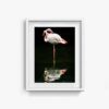 Flamingo_2 - Image 6