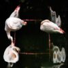 The Flamingoswirl features two closely standing flamingos near a reflective surface, creating an artistic mirror illusion. Their pink feathers and curved necks form a symmetrical, abstract pattern against the dark background.