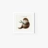 Otter - Image 5
