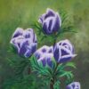 Anemone Coronaria - Image 3