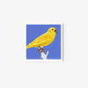Yellowhammer - Image 3