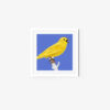 Yellowhammer - Image 6