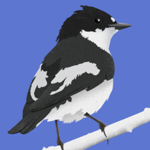 Pied Flycatcher