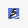 Pied Flycatcher - Image 3