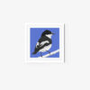Pied Flycatcher - Image 6
