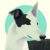 Greyhound