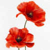 Poppy - Image 8