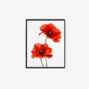 Poppy - Image 2