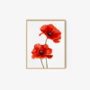 Poppy - Image 3