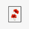 Poppy - Image 5
