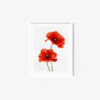 Poppy - Image 6