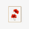 Poppy - Image 7