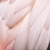 Pink Feather - Image 3