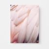 A close-up of layered Pink Feather with a soft texture fills the frame against a plain white background—ideal for an elegant art print.